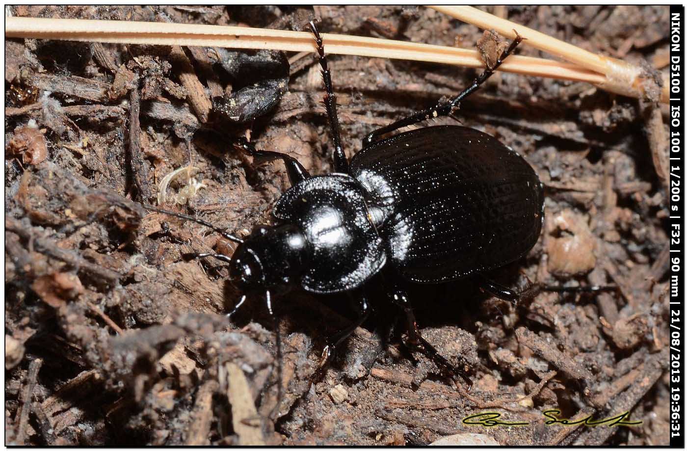 Licinus punctatulus, Carabidae