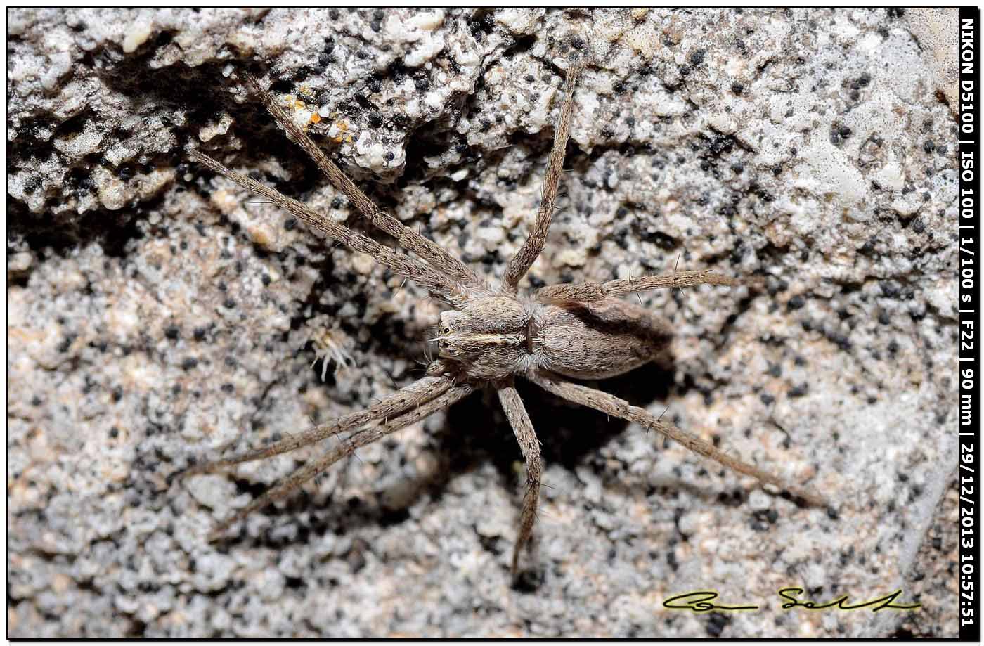 Pisaura sp., Pisauridae - Alghero (SS)