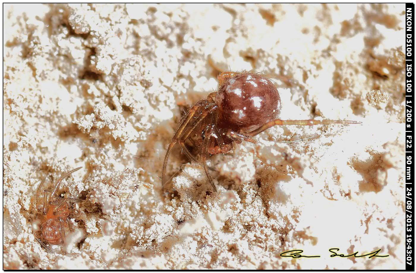 Steatoda triangulosa - Alghero (SS)