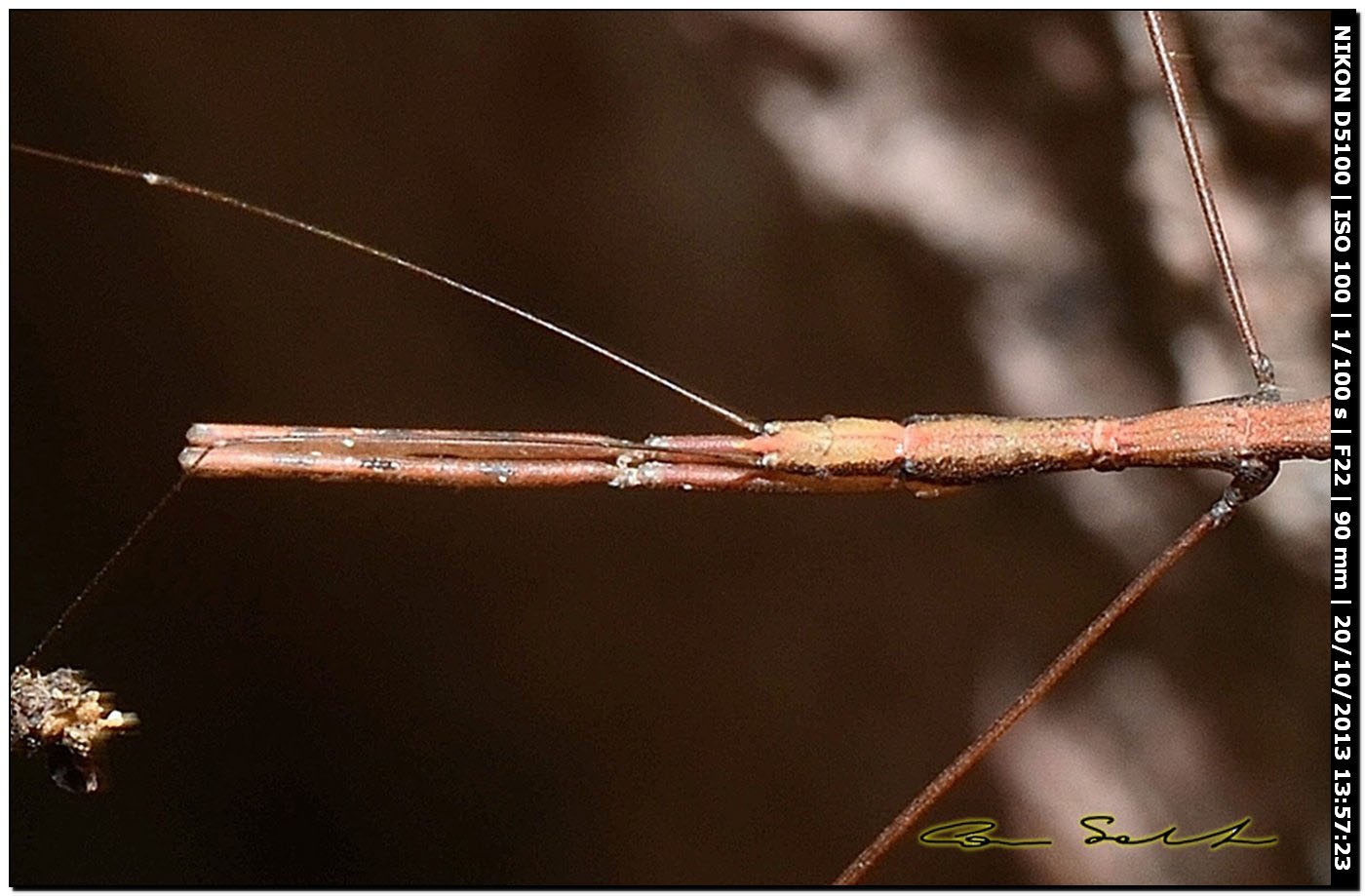 Reduviidae: Ischnonyctes barbarus di Sardegna (OR)