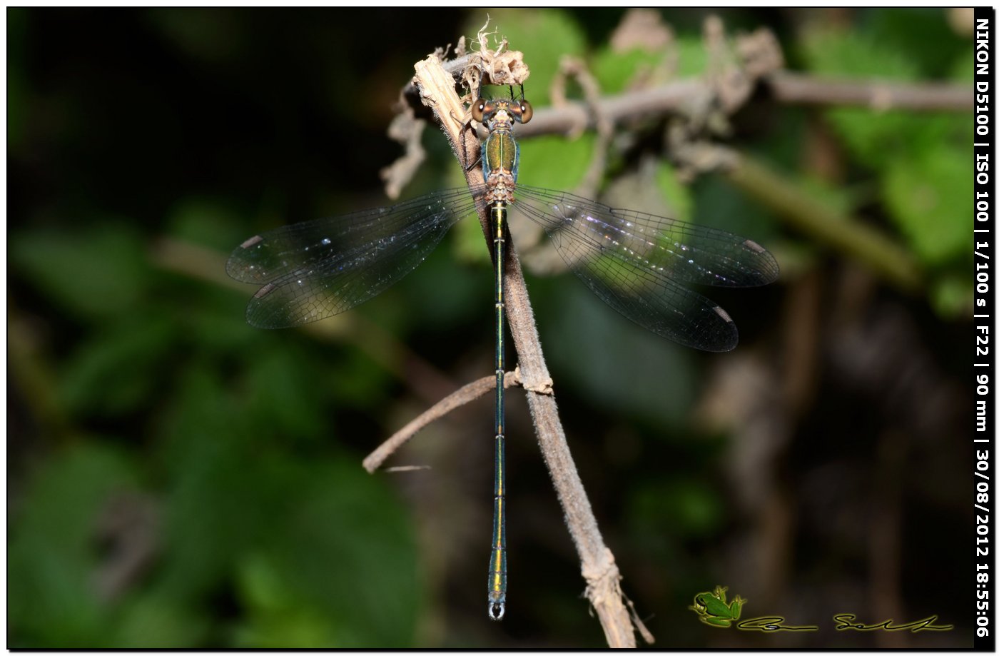 Lestes viridis ♂