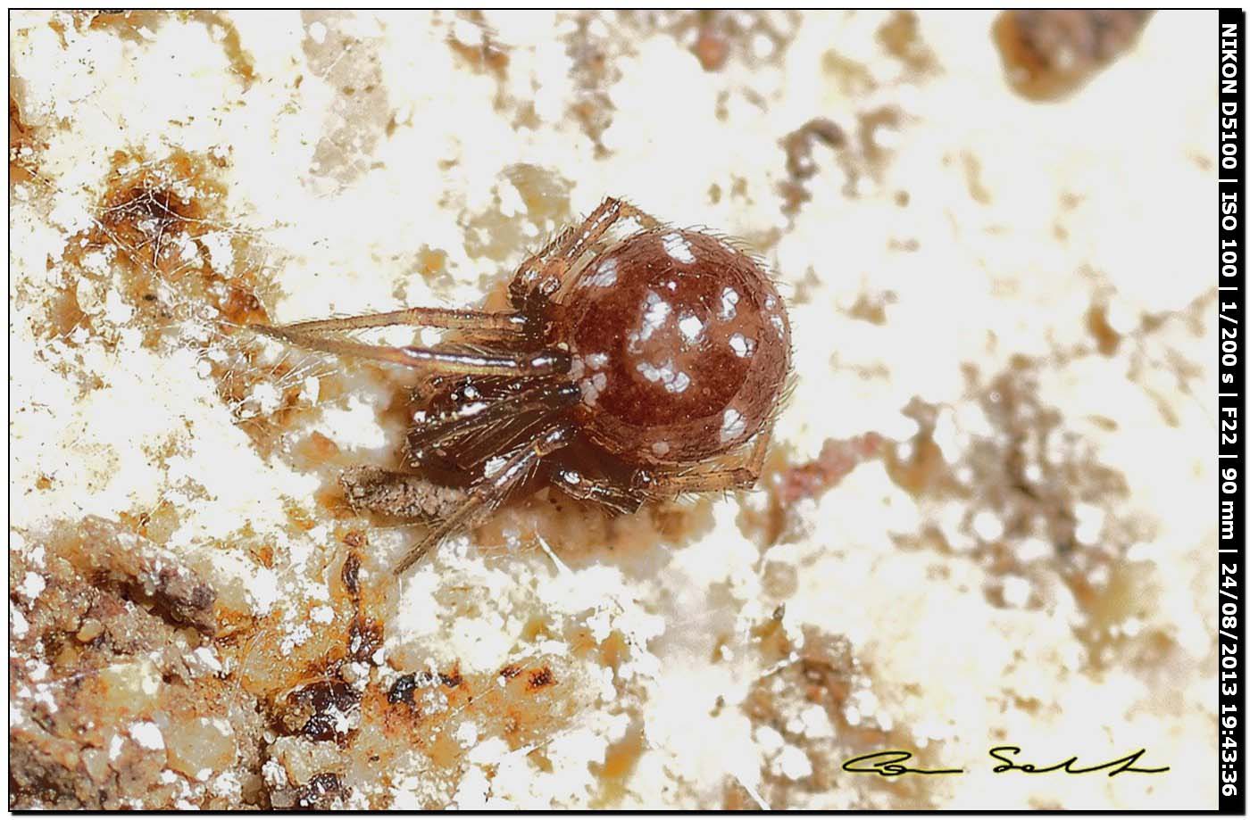 Steatoda triangulosa - Alghero (SS)