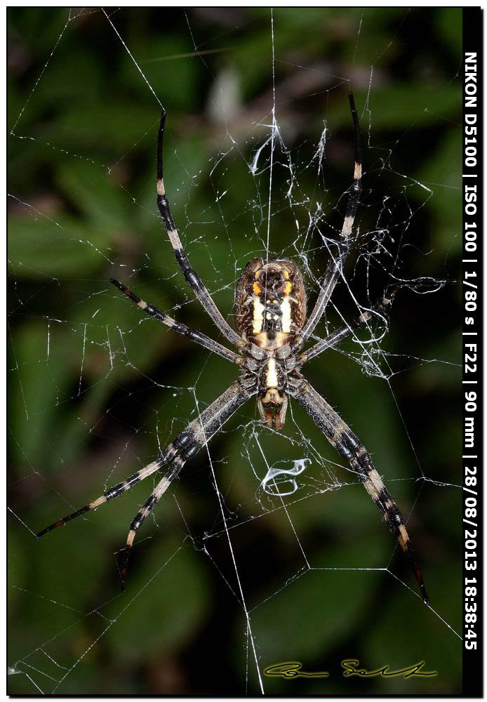 Argiope bruennichi, femmine, maschi e ospiti - Alghero (SS)