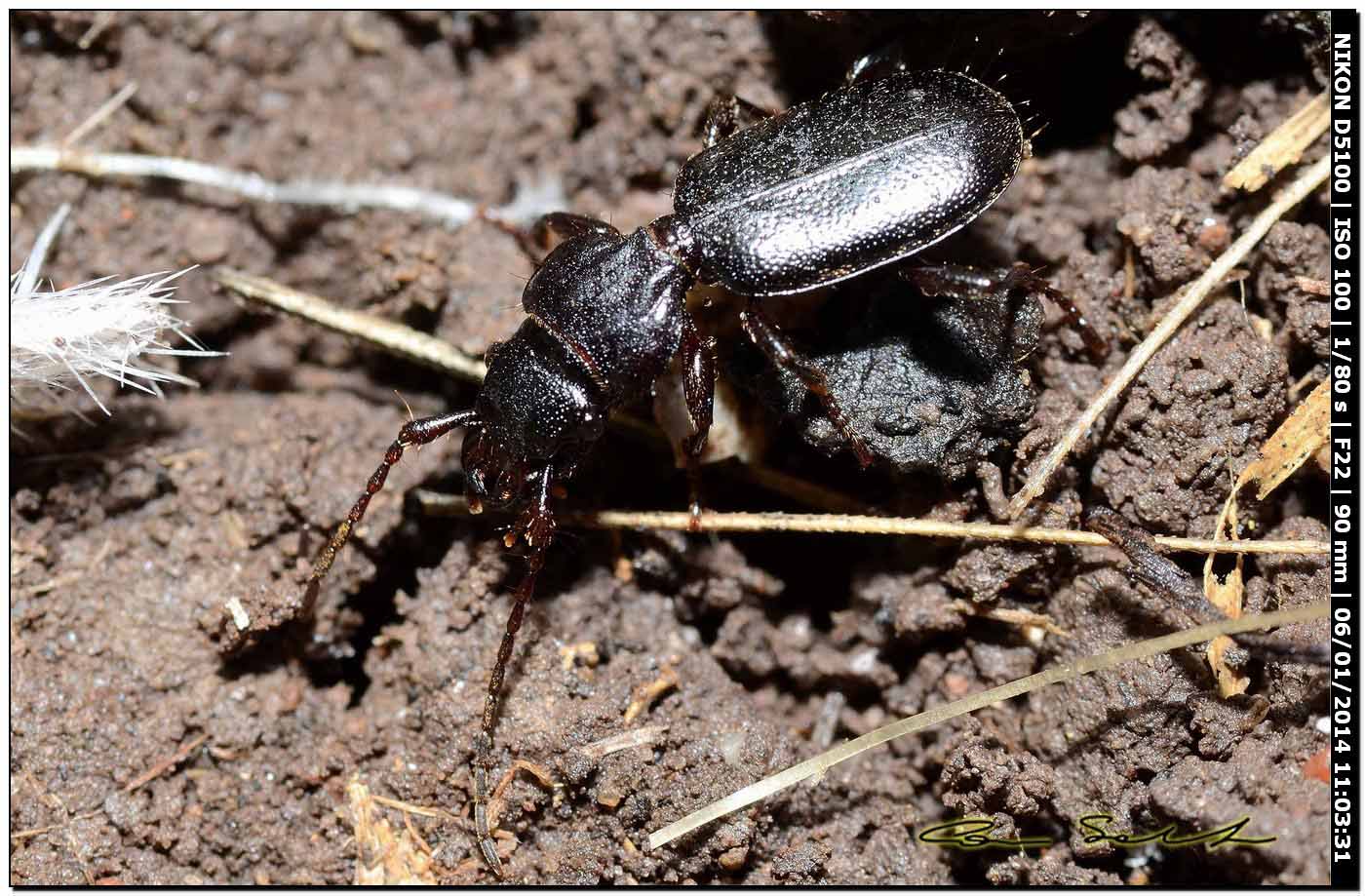 Carabidae: Siagona europaea