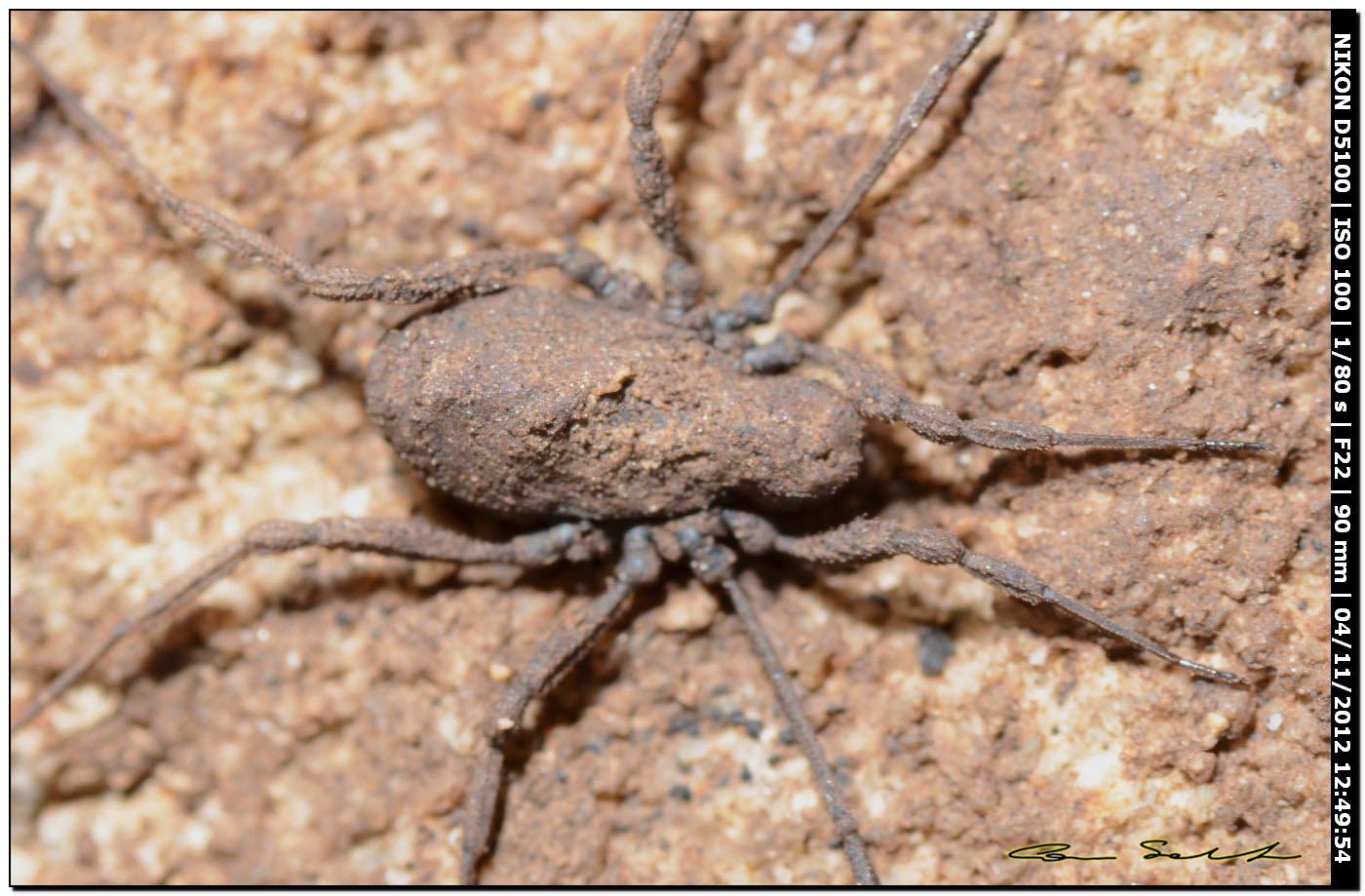 Dicranolasma cf. soerensenii da Ittiri 192