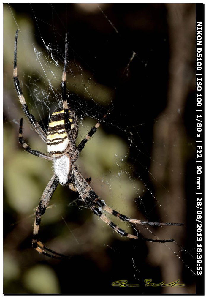 Argiope bruennichi, femmine, maschi e ospiti - Alghero (SS)