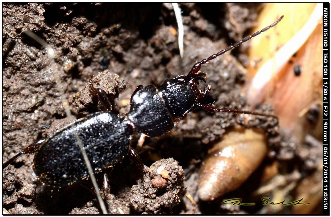 Carabidae: Siagona europaea