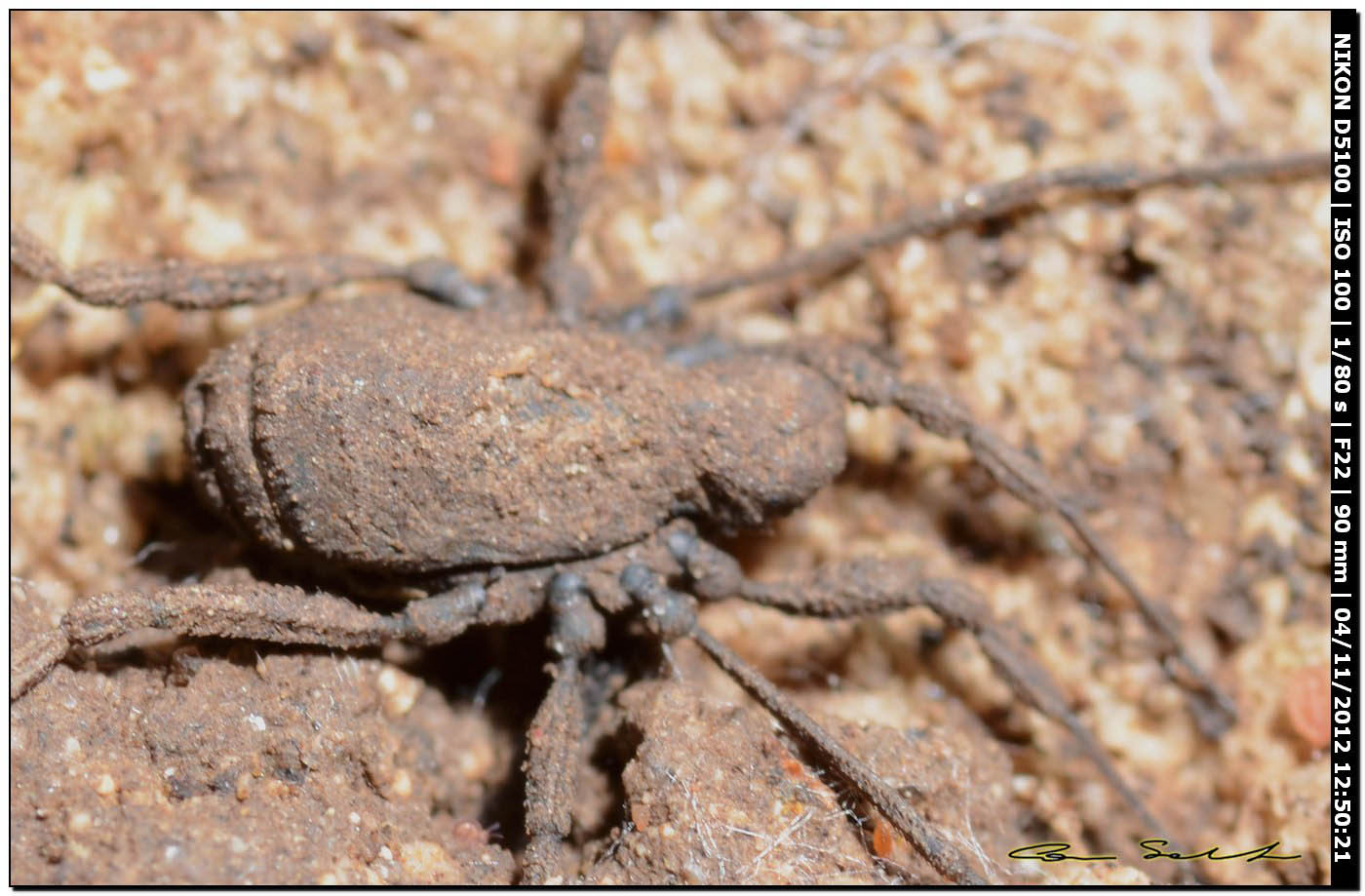 Dicranolasma cf. soerensenii da Ittiri 192