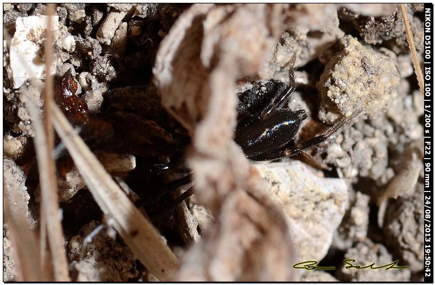 Gnaphosidae - Alghero (SS)