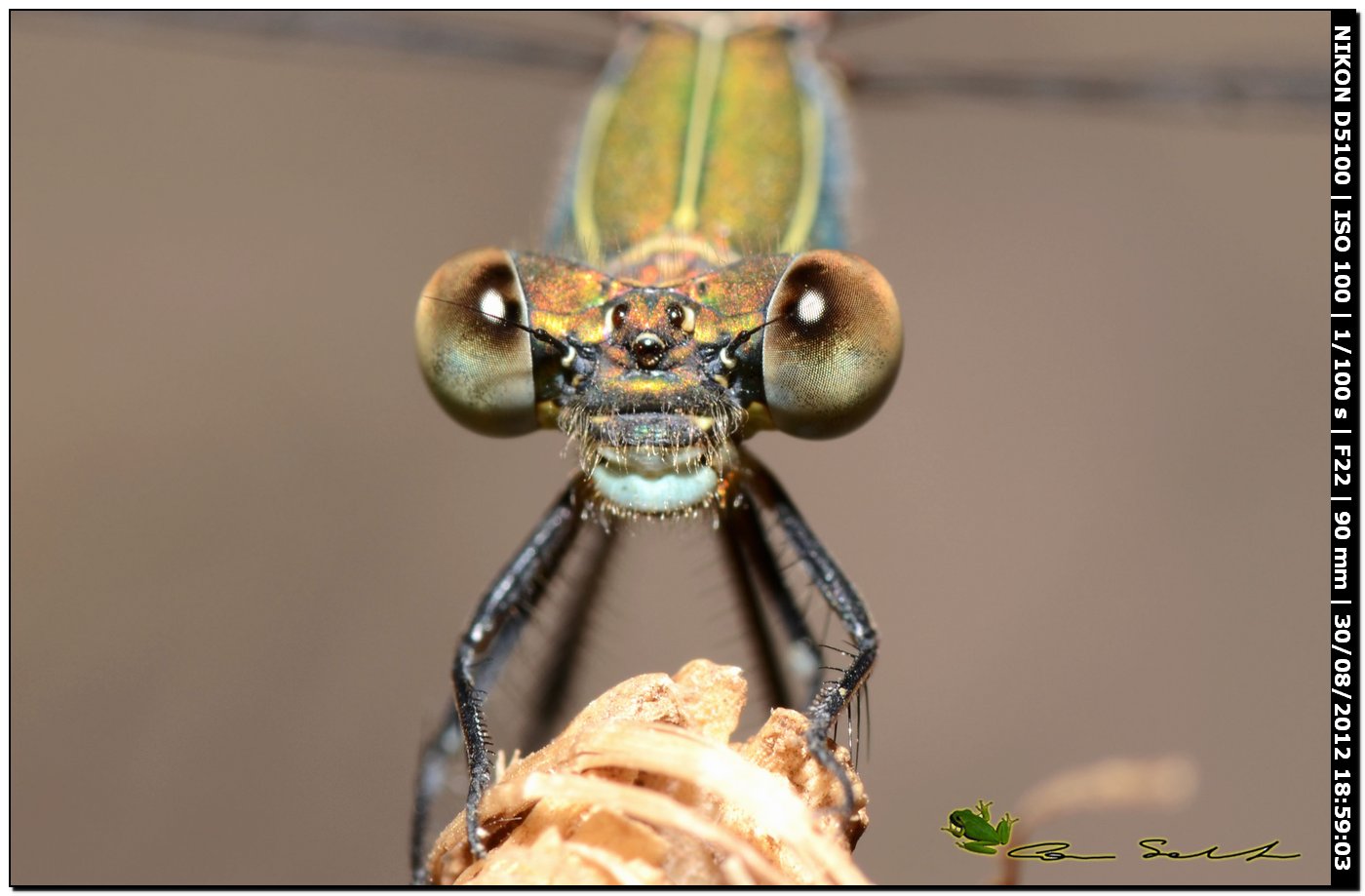 Lestes viridis ♂