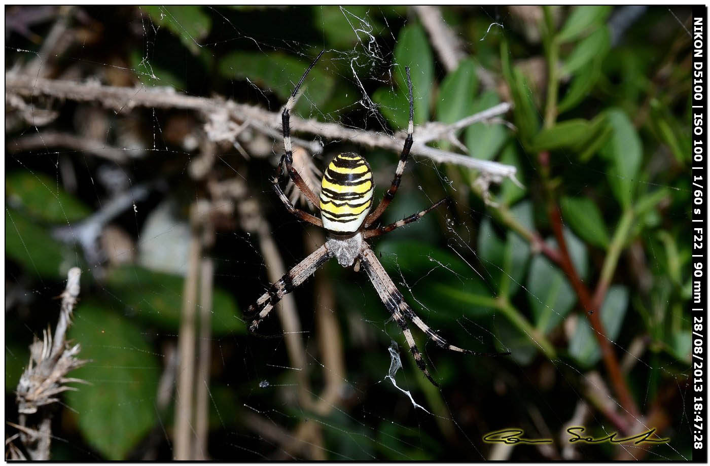 Argiope bruennichi, femmine, maschi e ospiti - Alghero (SS)