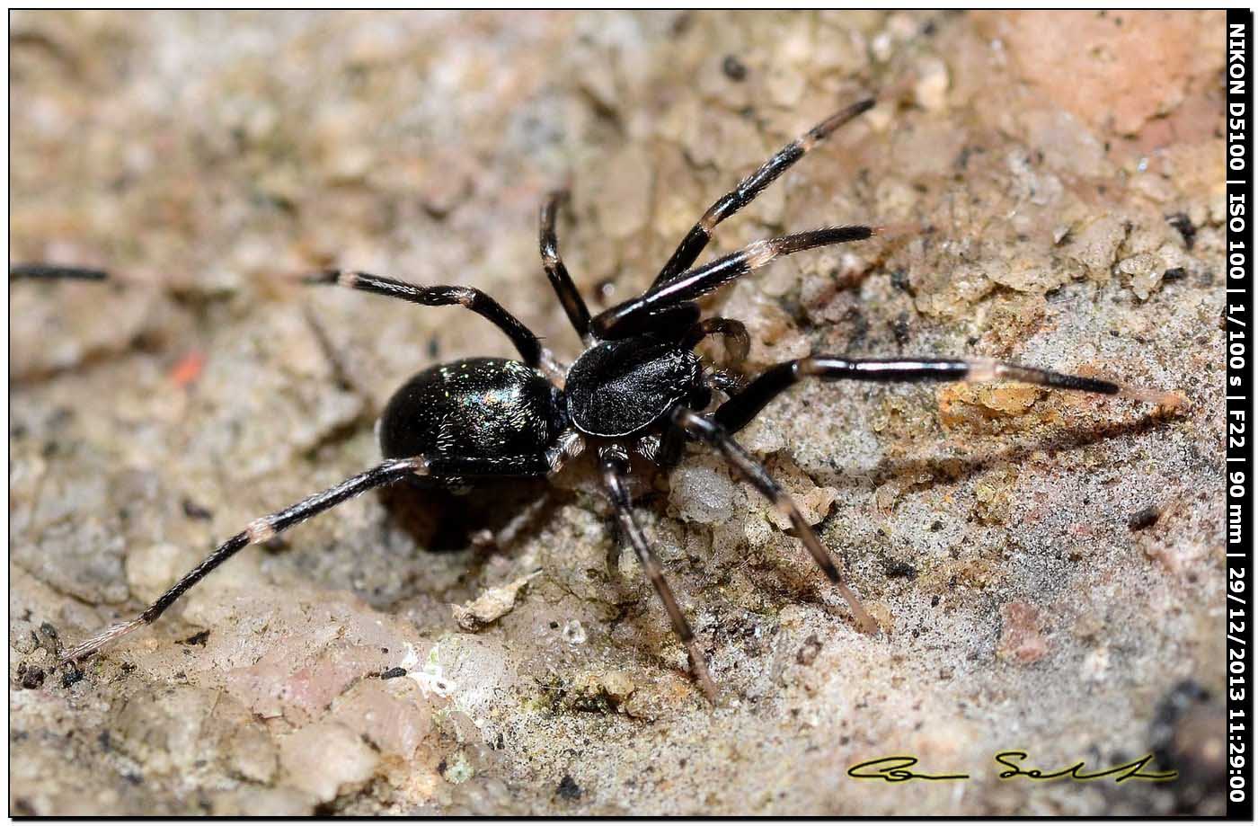 Liophrurillus flavitarsis, Corinnidae - Alghero (SS)