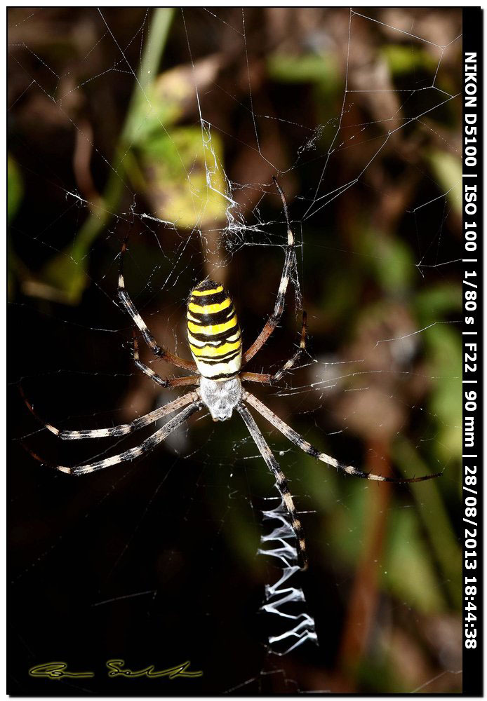 Argiope bruennichi, femmine, maschi e ospiti - Alghero (SS)