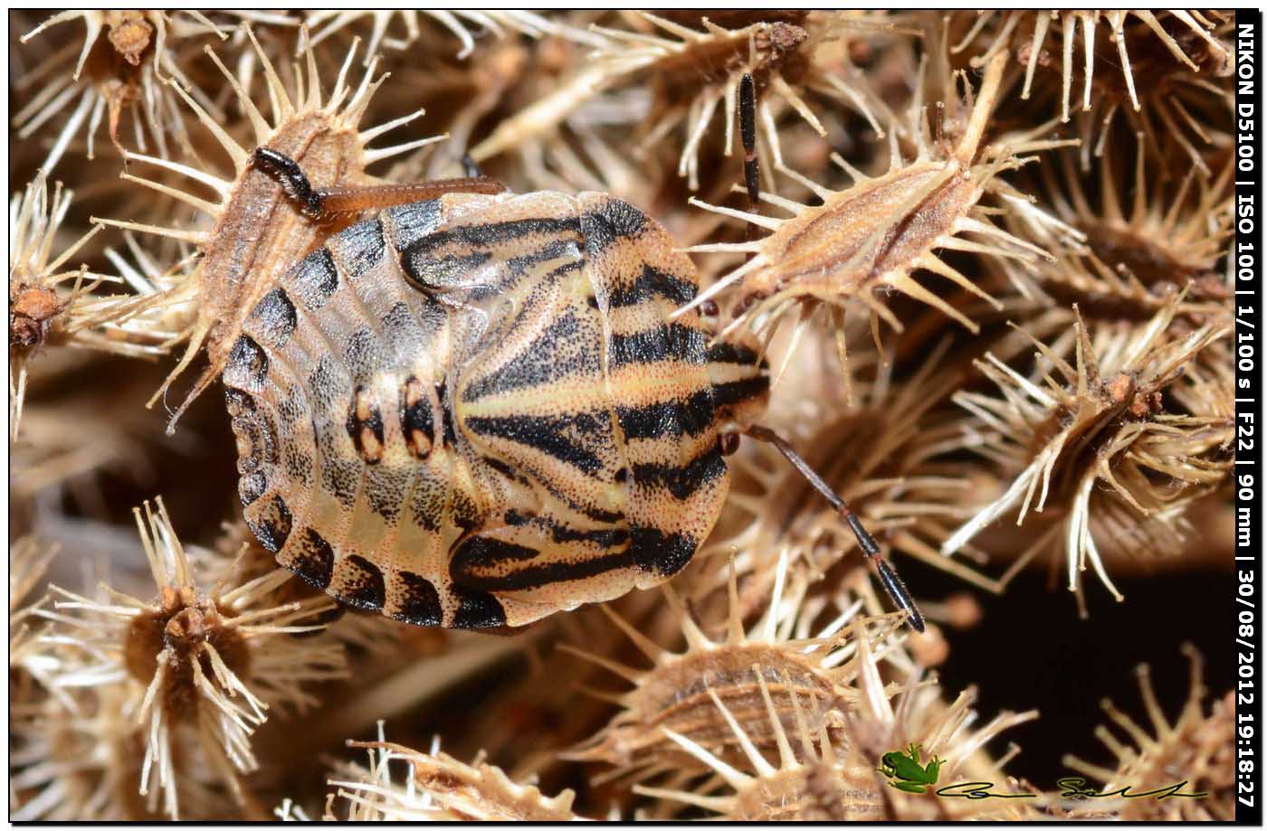 Graphosoma lineatum lineatum, juv.