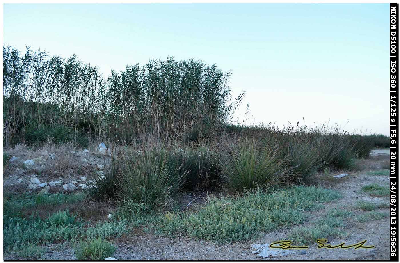 Argiope bruennichi, femmine, maschi e ospiti - Alghero (SS)