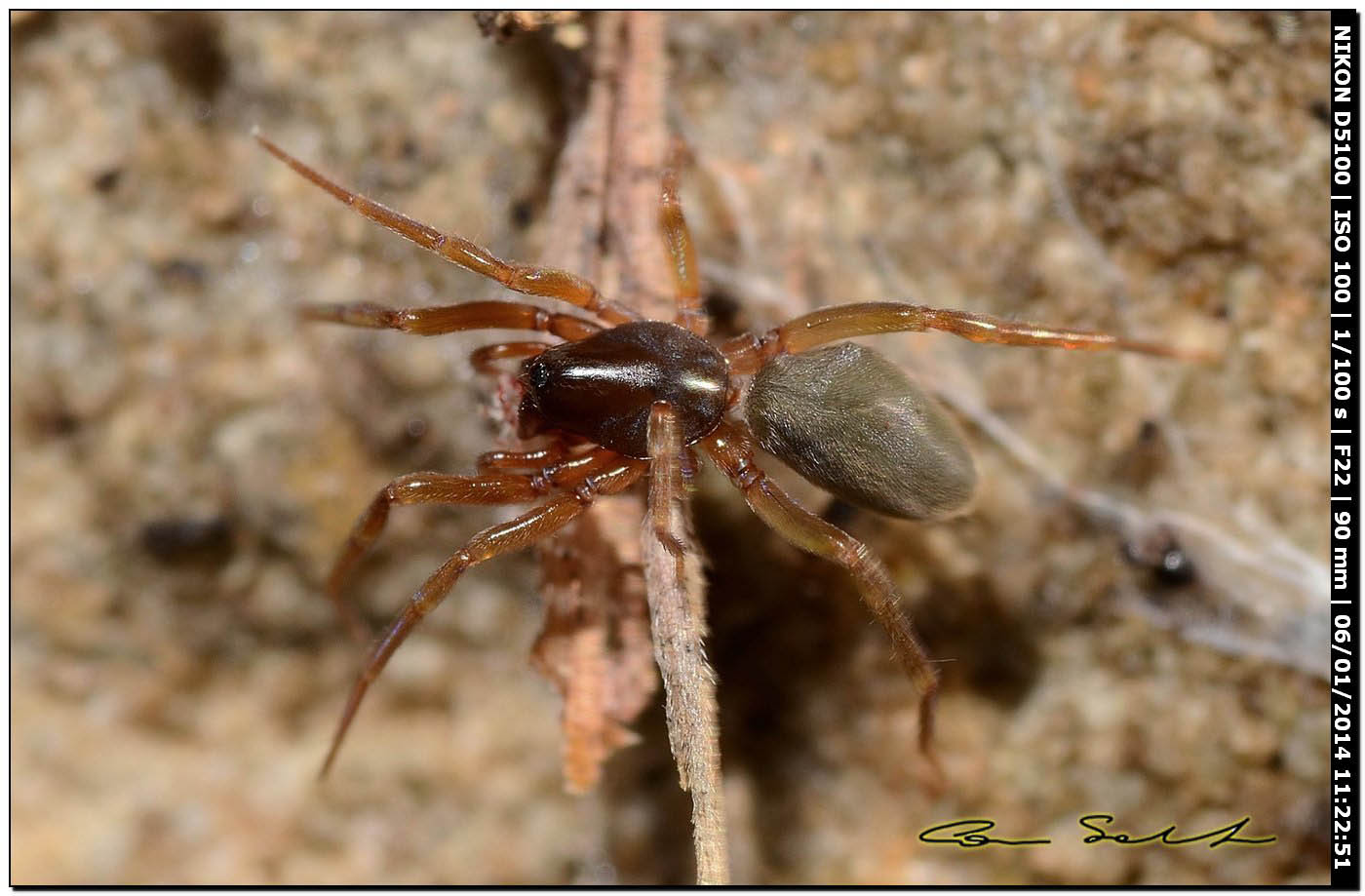 Gnaphosidae? No. Harpactea sp. - Alghero (SS)