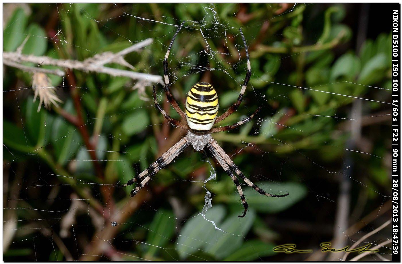 Argiope bruennichi, femmine, maschi e ospiti - Alghero (SS)