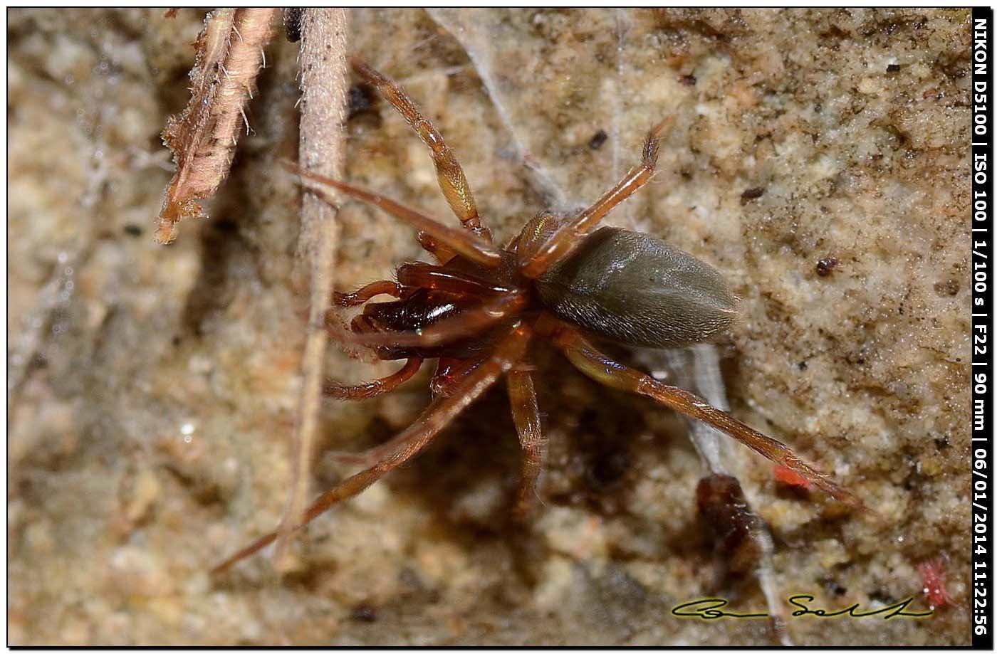 Gnaphosidae? No. Harpactea sp. - Alghero (SS)