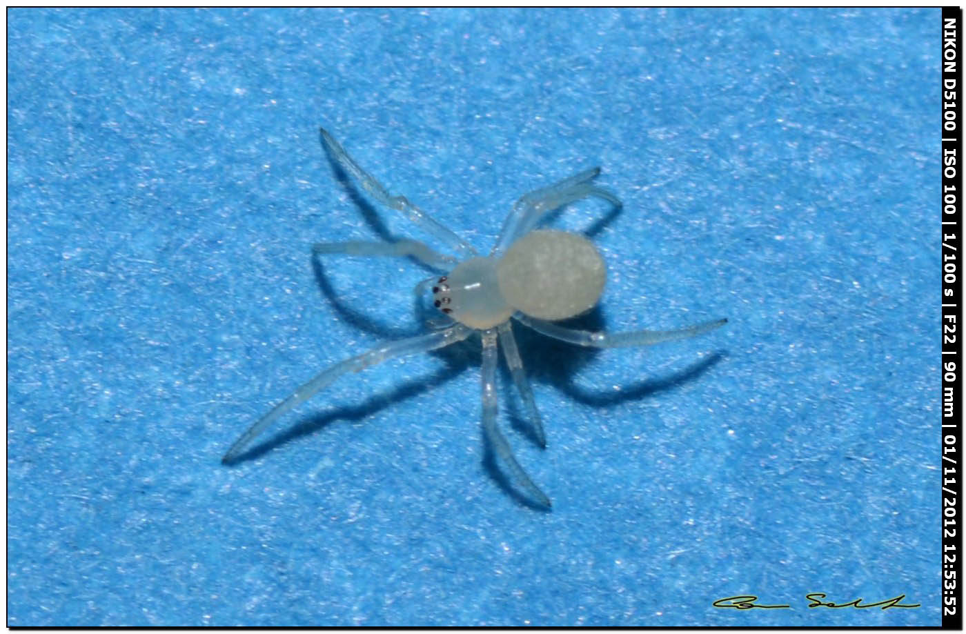 Theridiidae