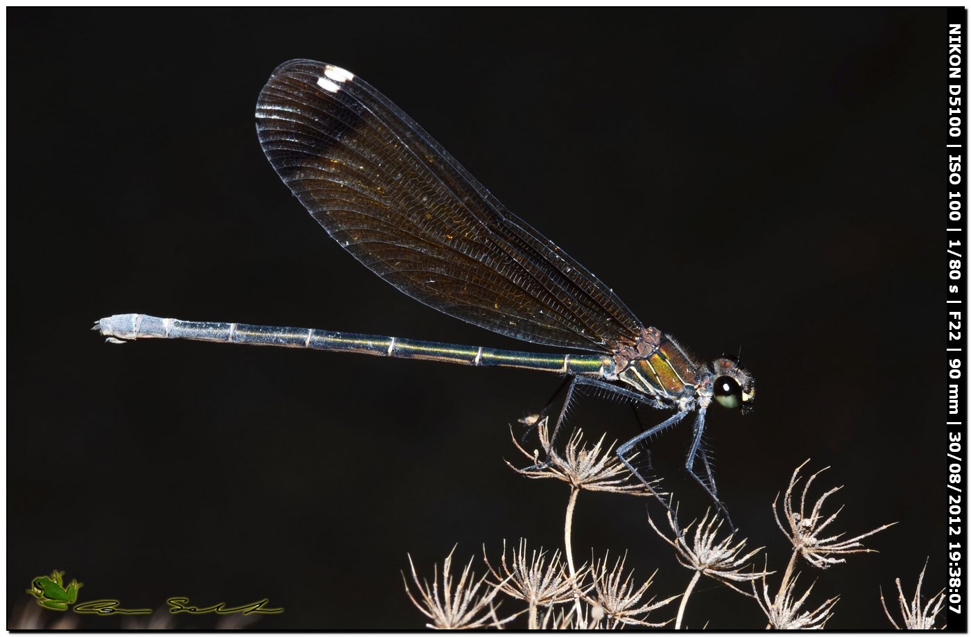 Calopteryx haemorrhoidalis ♀