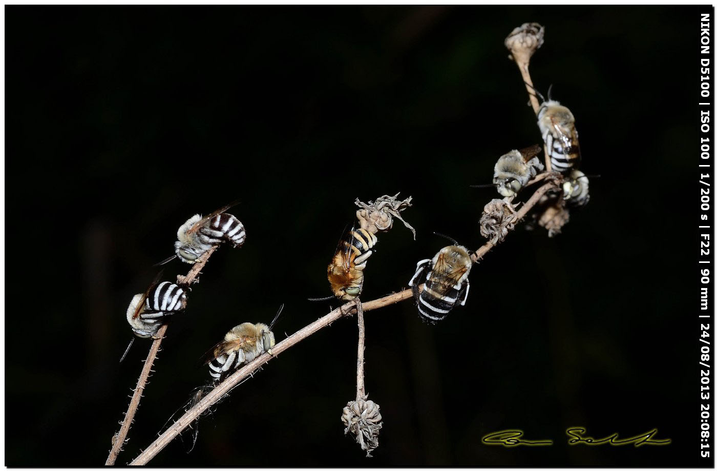 Apidae Anthophorinae:   Amegilla albigena