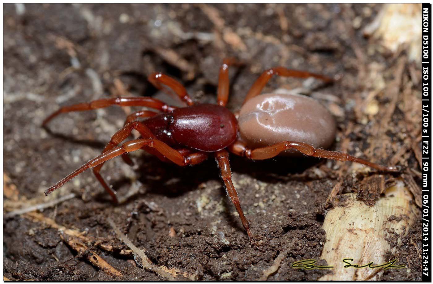 Dysdera sp. - Alghero (SS)