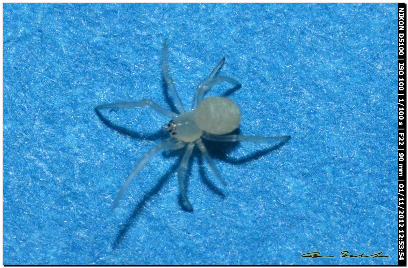 Theridiidae