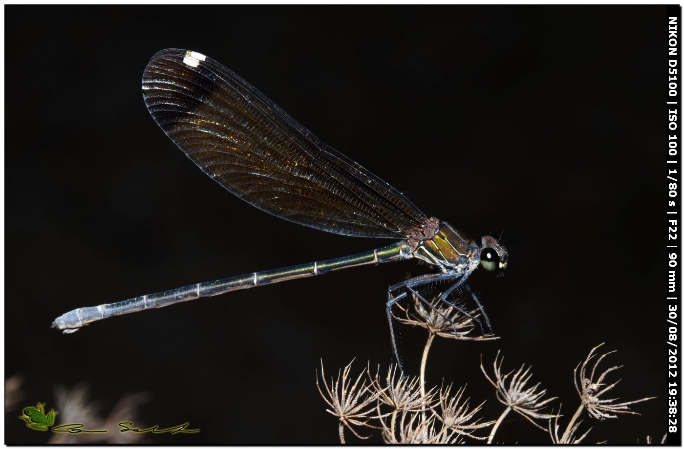 Calopteryx haemorrhoidalis ♀