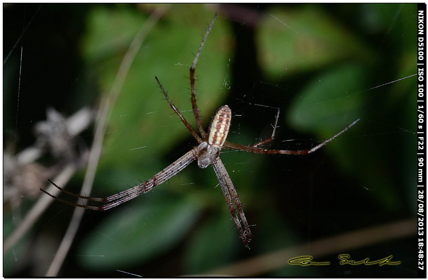 Argiope bruennichi, femmine, maschi e ospiti - Alghero (SS)