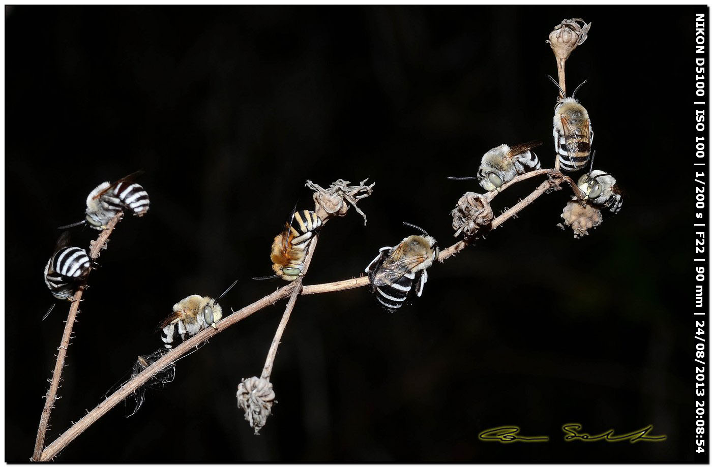 Apidae Anthophorinae:   Amegilla albigena