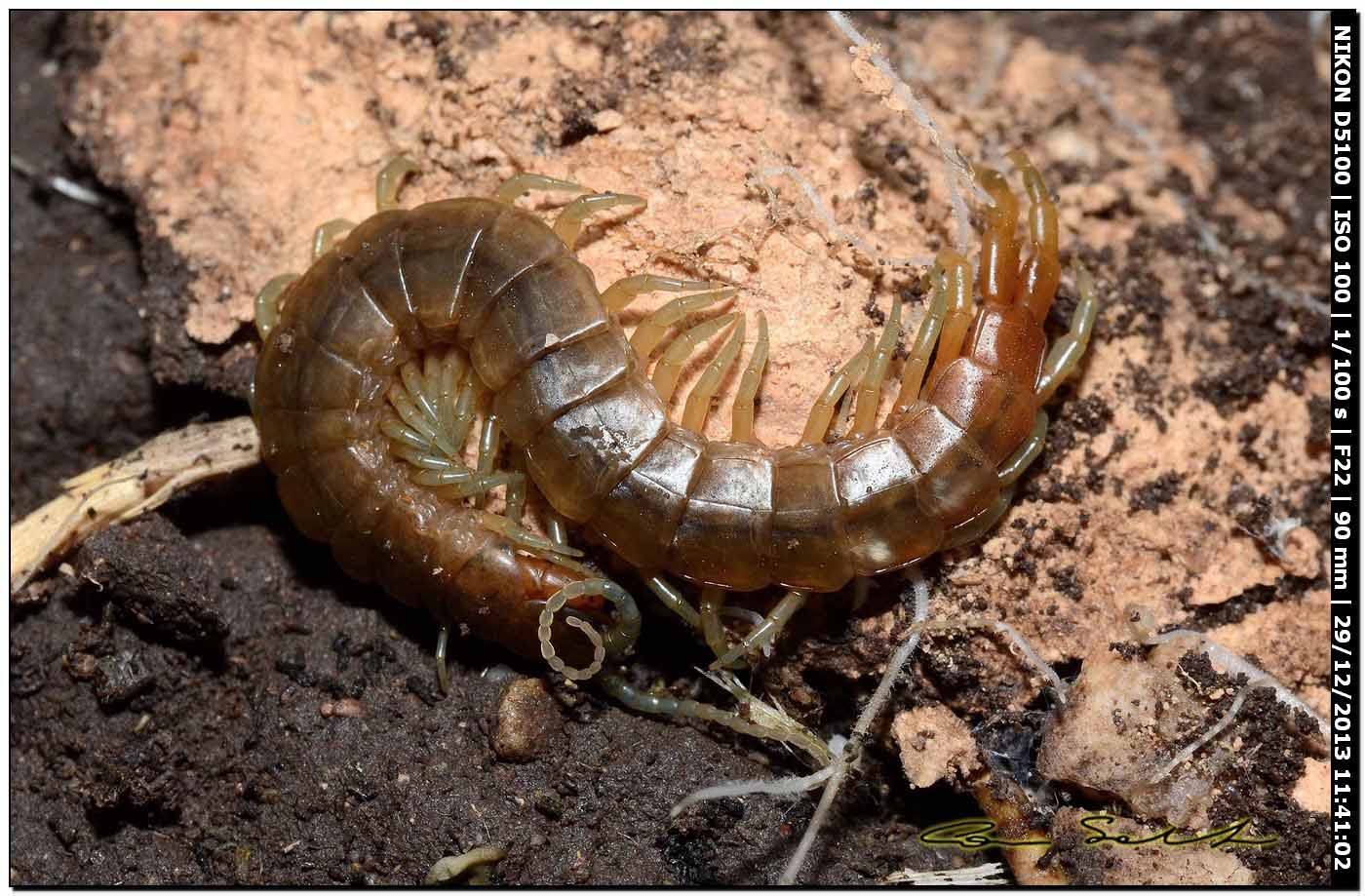 Scolopendra oraniensis