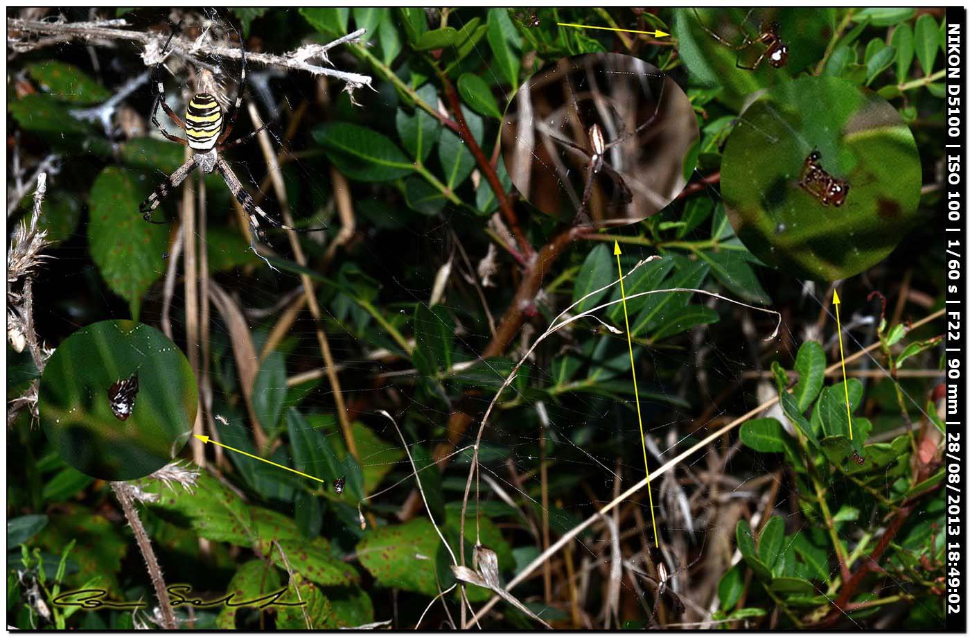 Argiope bruennichi, femmine, maschi e ospiti - Alghero (SS)