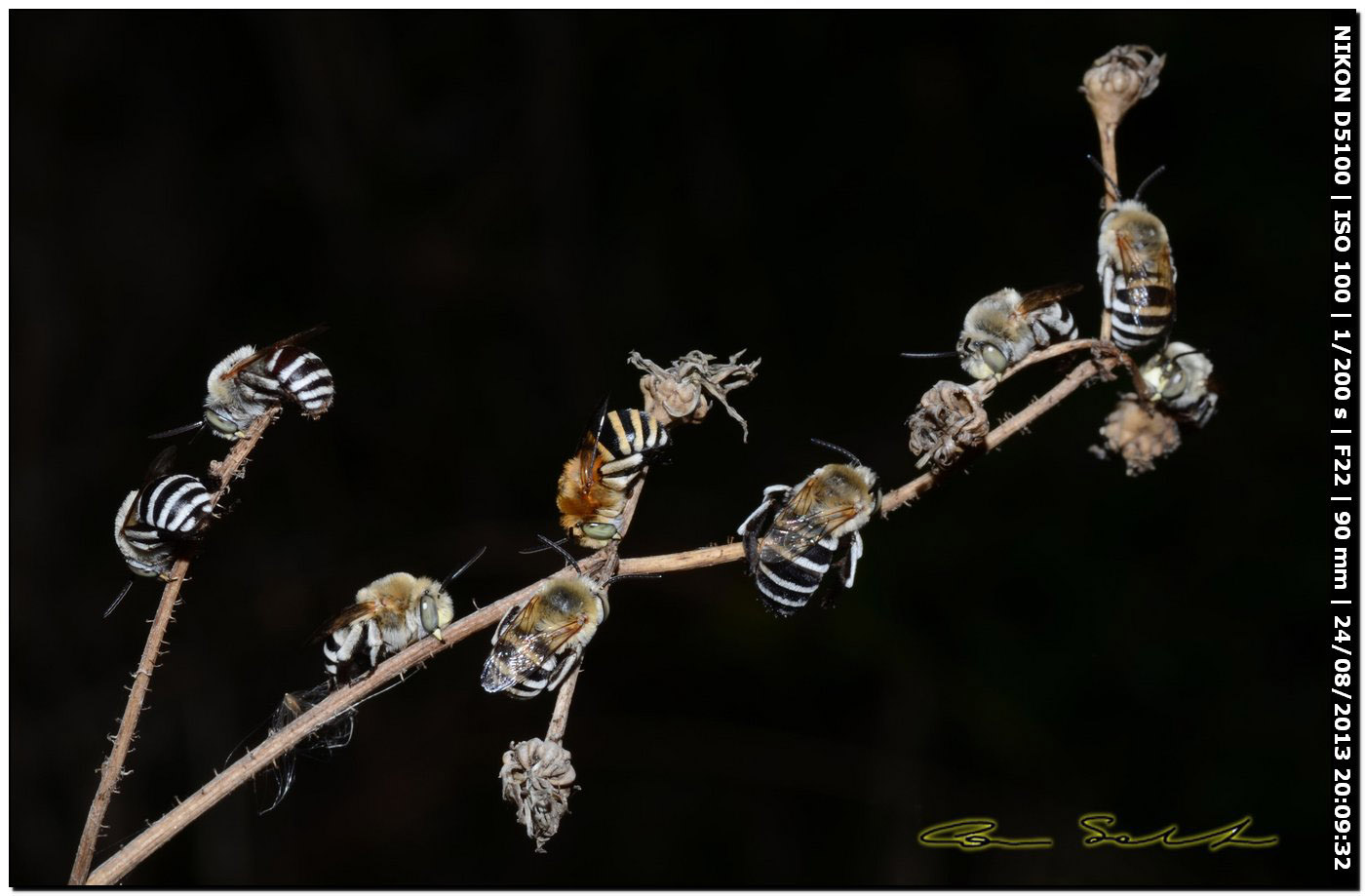 Apidae Anthophorinae:   Amegilla albigena