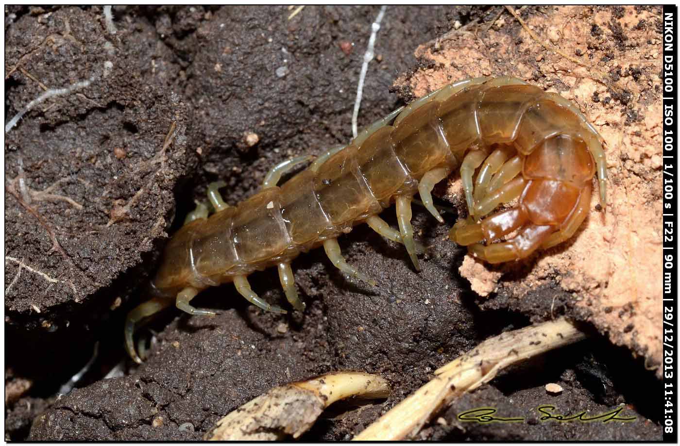 Scolopendra oraniensis