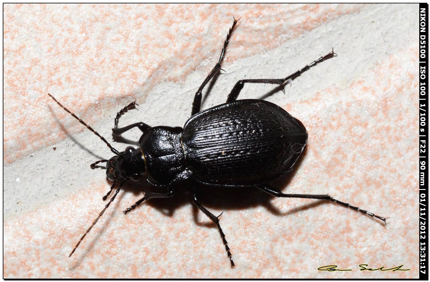 Carabus genei