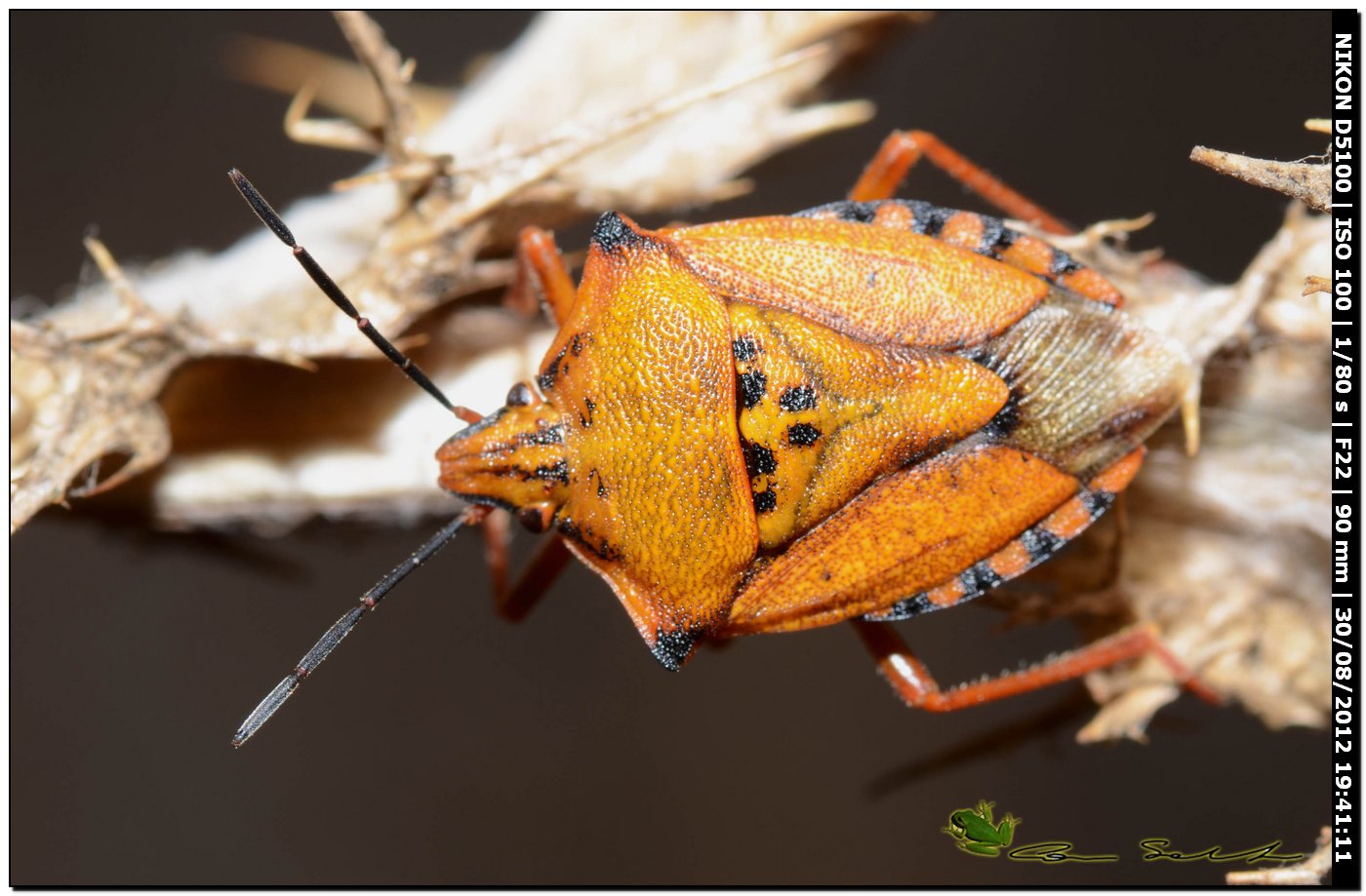 Carpocoris mediterraneus atlanticus