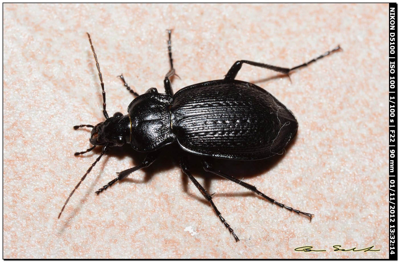 Carabus genei