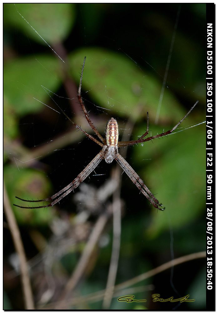 Argiope bruennichi, femmine, maschi e ospiti - Alghero (SS)