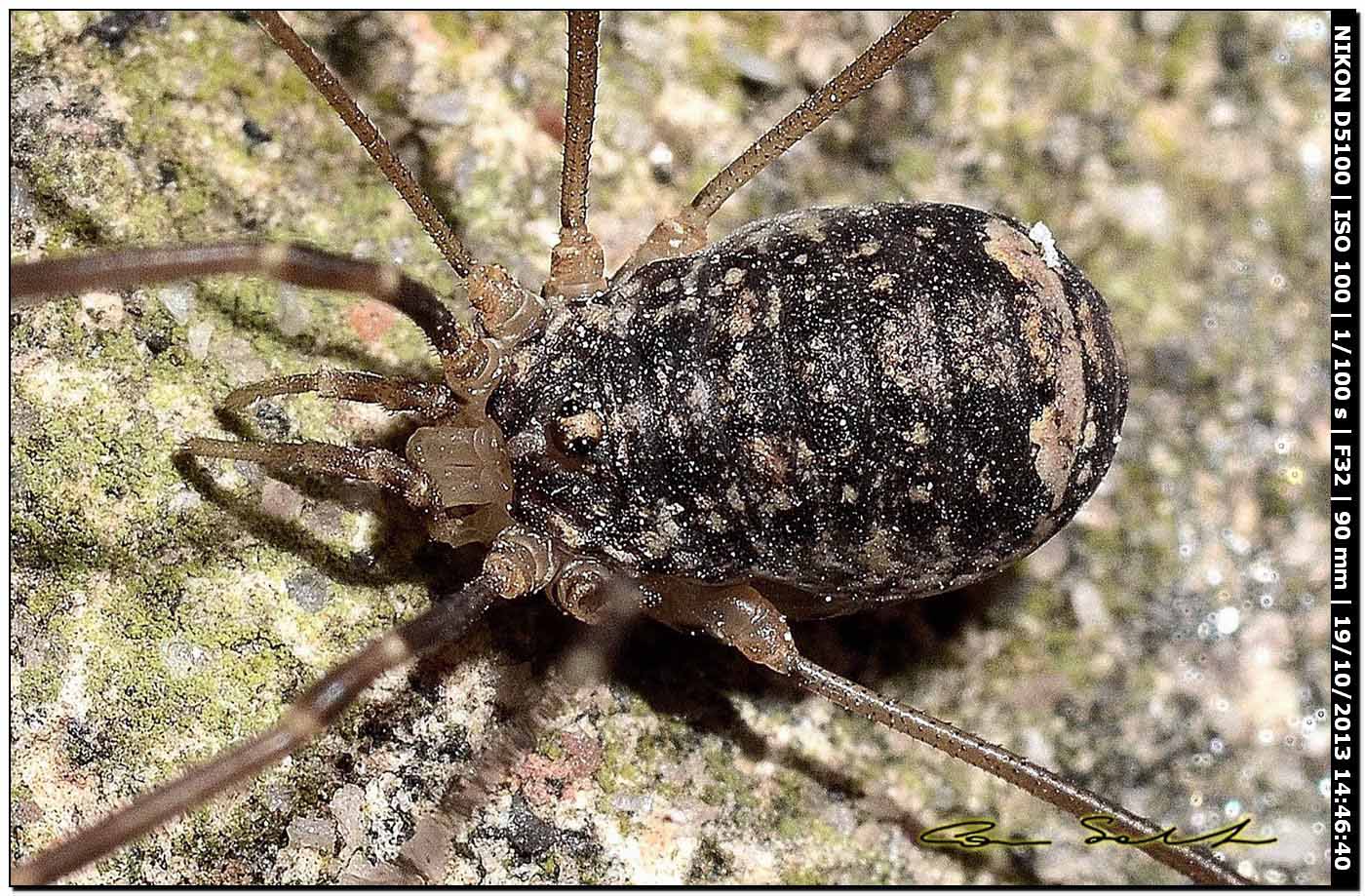 Altri Nelima sp. ♂♀