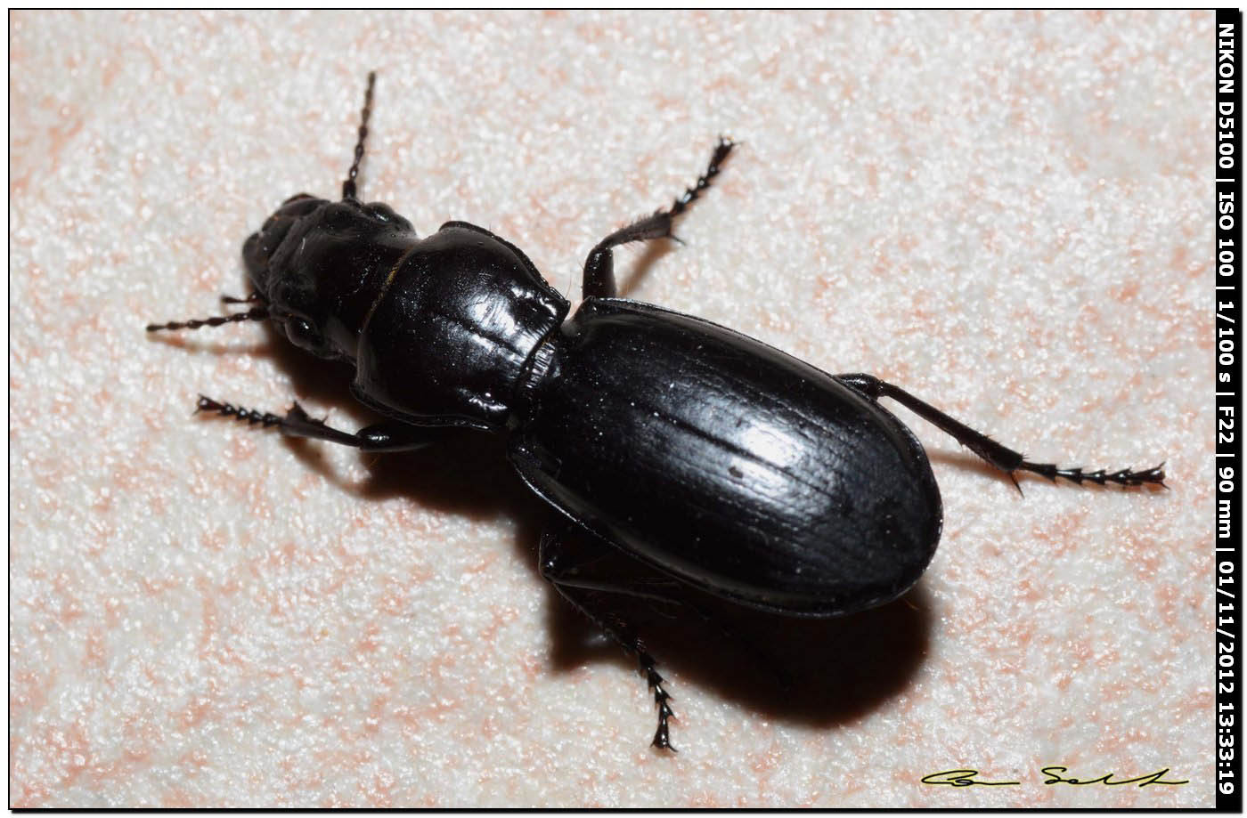 Carabidae, Percus strictus oberleitneri