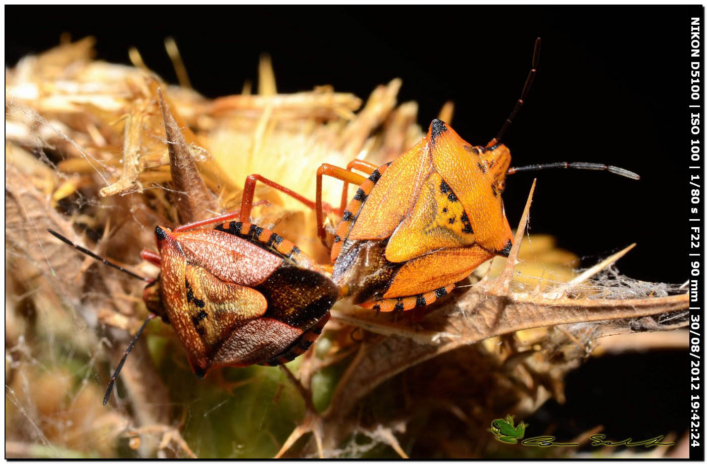 Carpocoris mediterraneus atlanticus