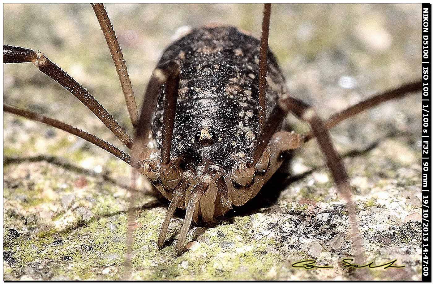 Altri Nelima sp. ♂♀