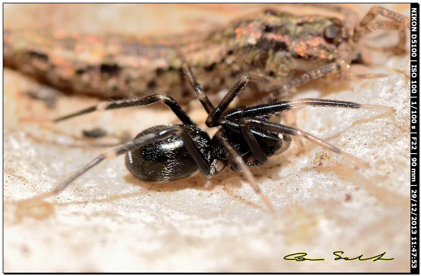 Liophrurillus flavitarsis, Corinnidae - Alghero (SS)