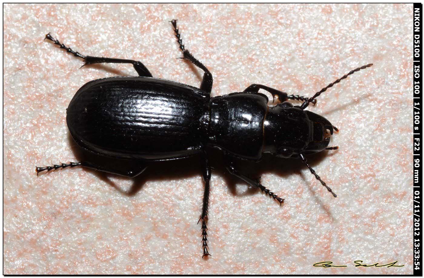 Carabidae, Percus strictus oberleitneri