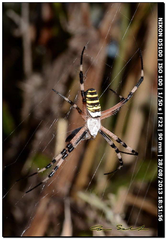 Argiope bruennichi, femmine, maschi e ospiti - Alghero (SS)