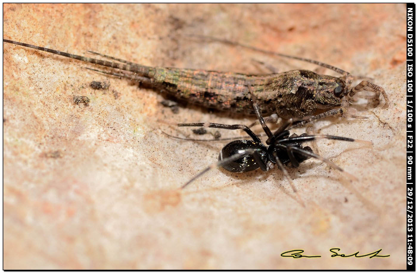 Liophrurillus flavitarsis, Corinnidae - Alghero (SS)