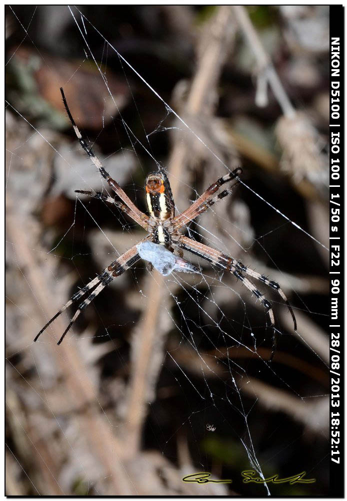 Argiope bruennichi, femmine, maschi e ospiti - Alghero (SS)