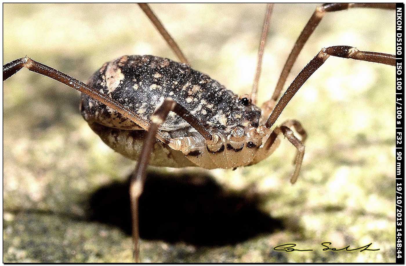 Altri Nelima sp. ♂♀