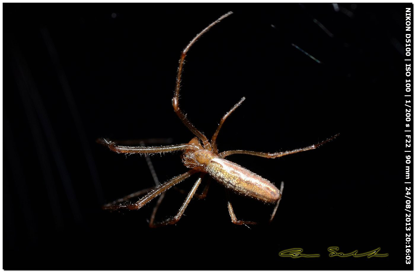 Tetragnatha sp. - Alghero (SS)