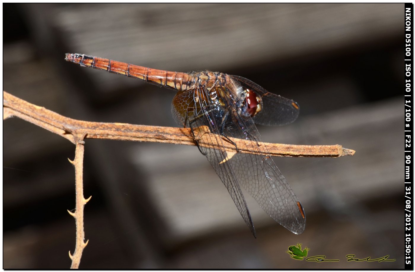 Trithemis annulata ♀